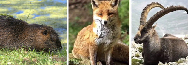 Wildtiere