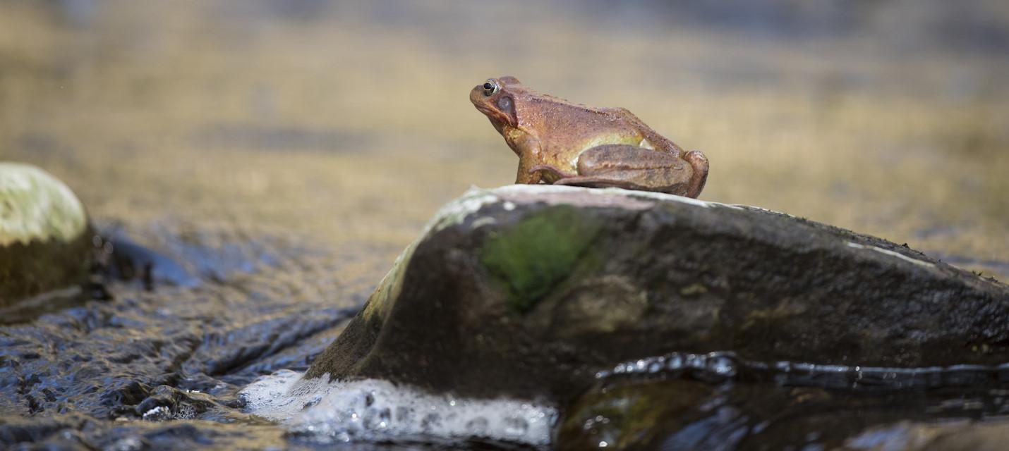 Grasfrosch