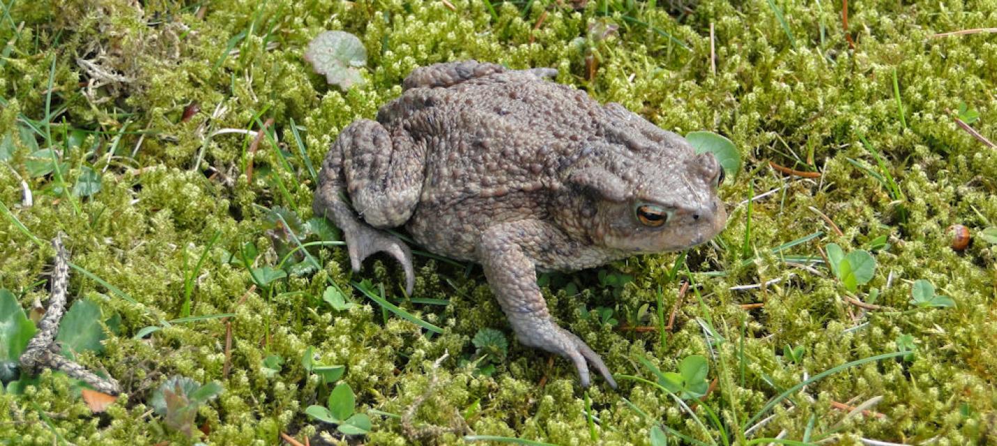 Kröte