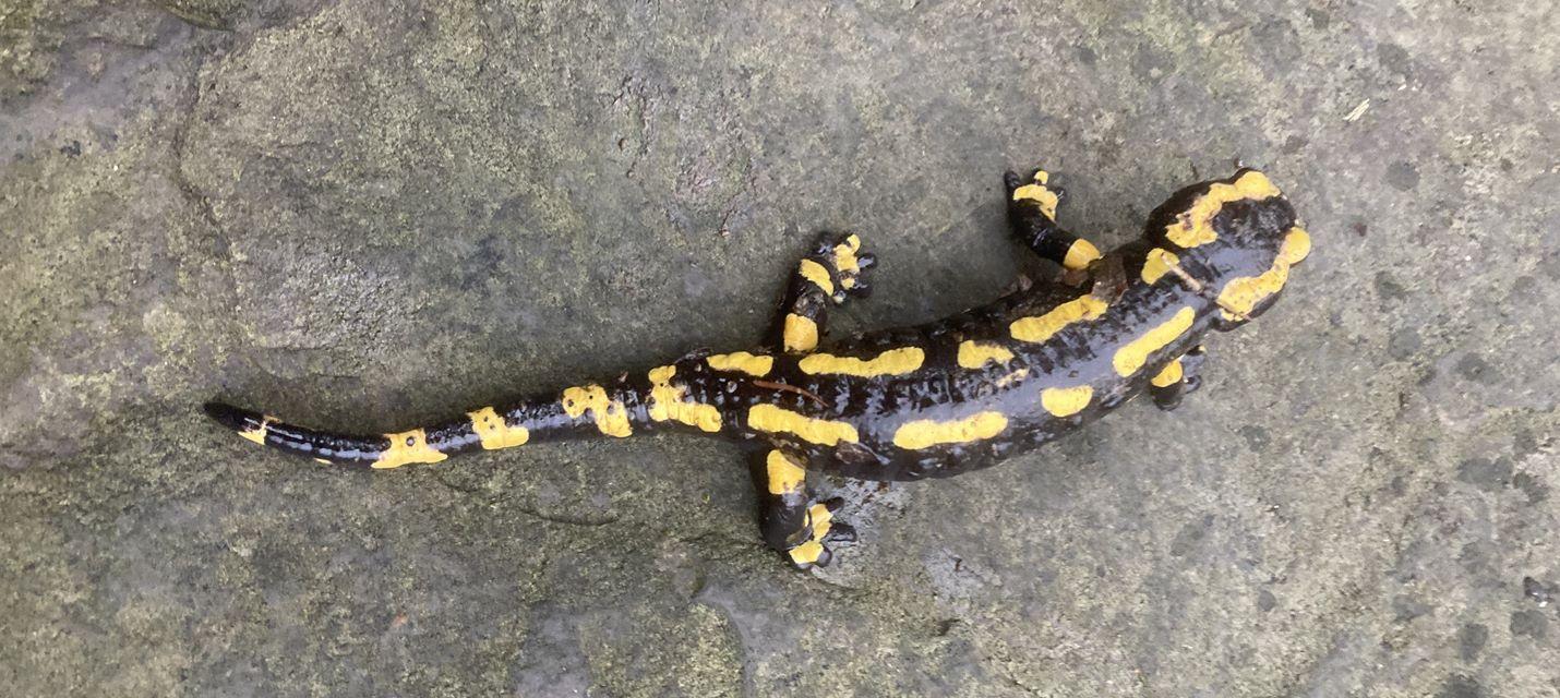 Feuersalamander