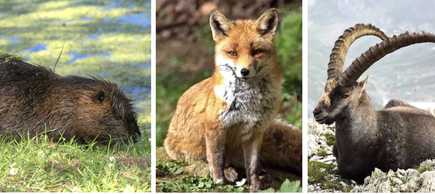 Wildtiere