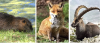 Wildtiere